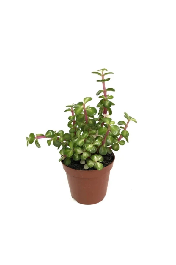 Portulacaria Afra Variegata Yeşim Ağacı Para Ağacı
