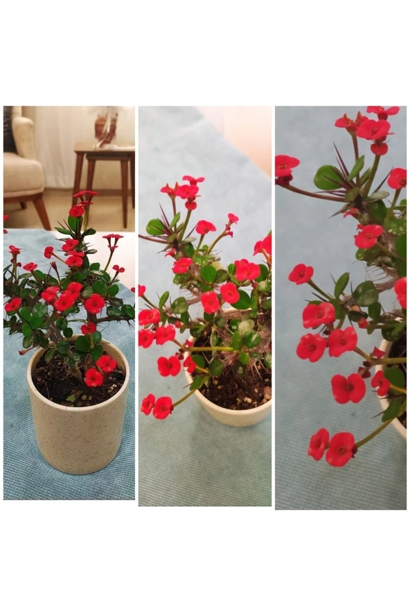 Seramik Saksıda Kırmızı Dikenler Tacı ürün görseli