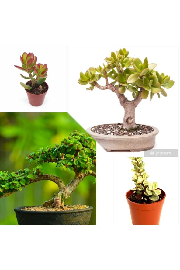 2 Tür Para Ağacı Crassula Ovata+Yeşim Ağacı Fidesi lle8e