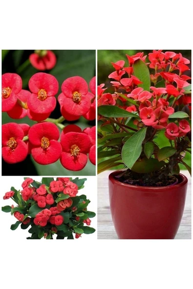 Büyük Boy Kırmızı Dikenler Tacı ürün görseli