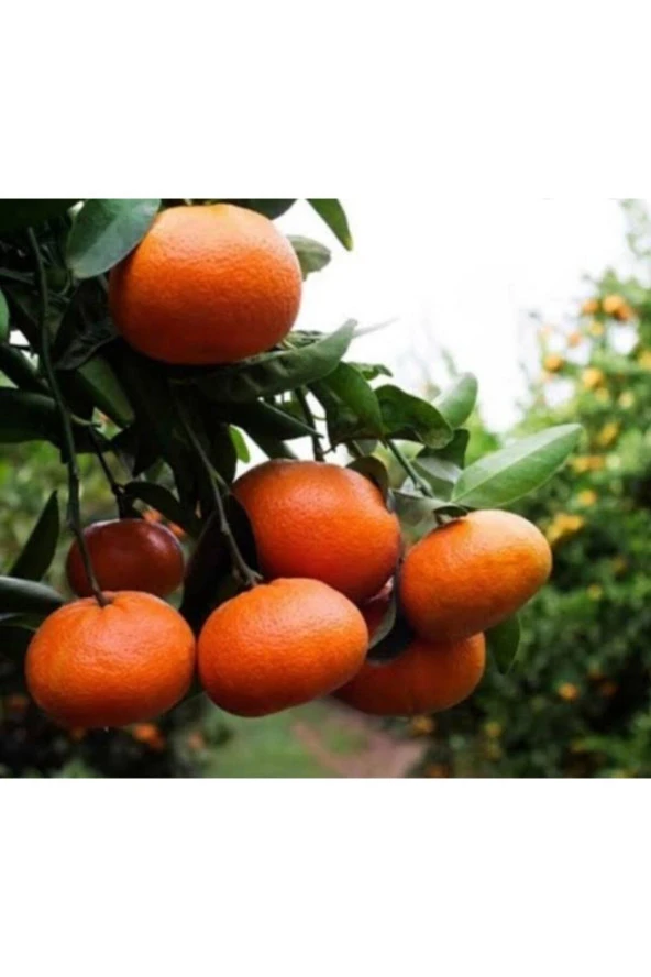 Mandalina Fidanı ürün görseli