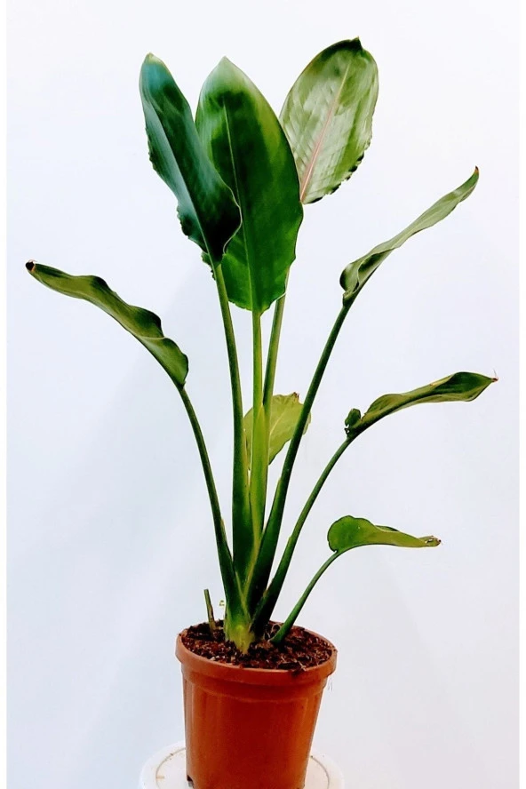 Starliçe/cennet Kuşu ürün görseli