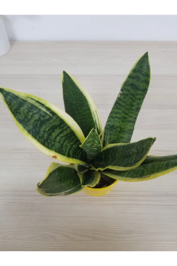 Paşa Kılıcı - Resim 2