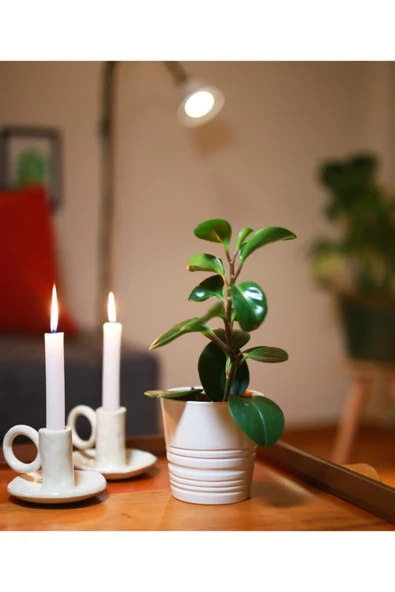 Peperomia ürün görseli