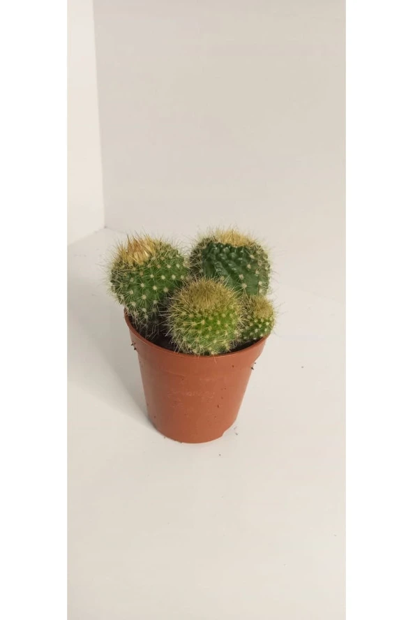 Ithal Parodia Leninghausii - 1
