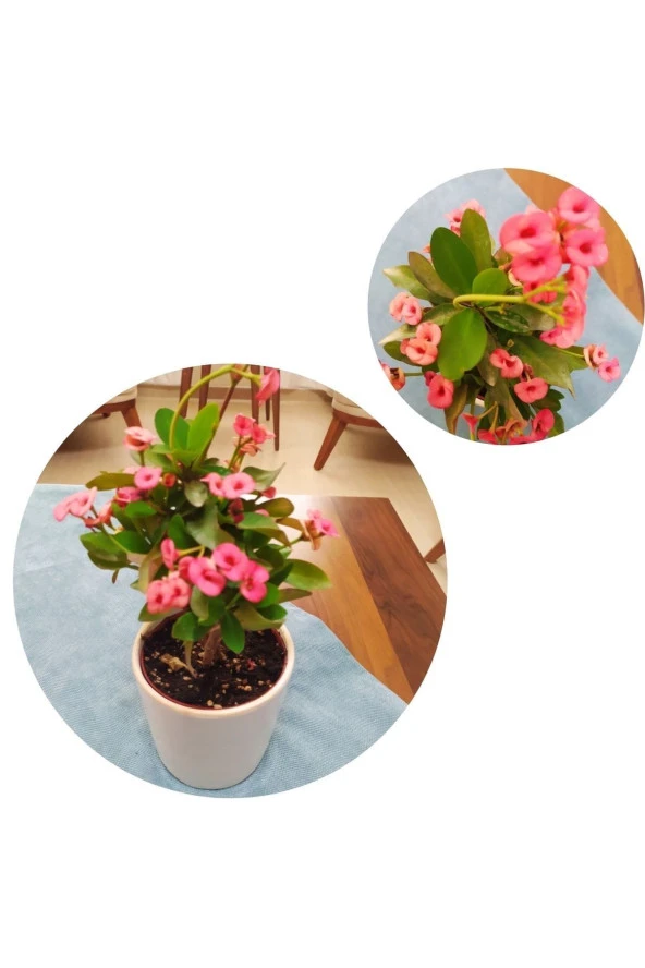 Seramik Saksıda Büyük Pembe Dikenler Tacı ürün görseli