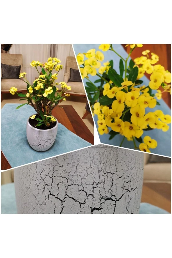 Büyük Beton Saksıda Büyük Sarı Dikenler Tacı ürün görseli