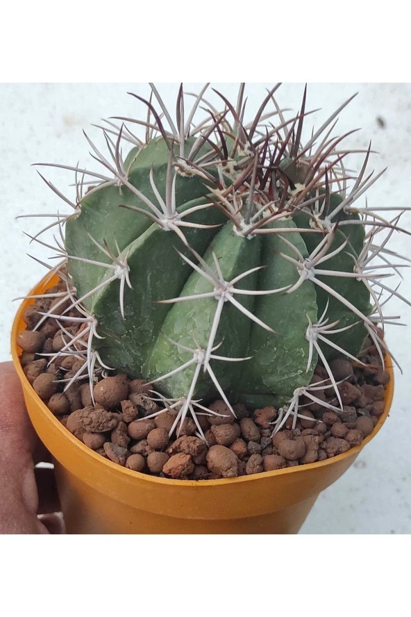 Melocactus Matanzanus ürün görseli