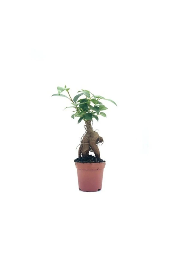 Bonsai Ficus Ginseng Mini 10-15cm - 1