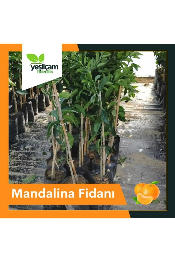 Mandalina Fidanı - 1