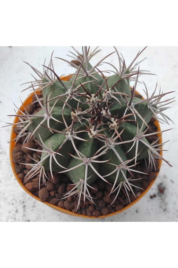 Melocactus Matanzanus - Resim 2
