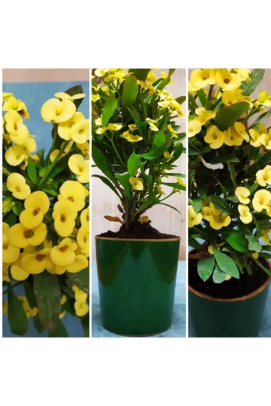 Seramik Saksıda Büyük Sarı Dikenler Tacı ürün görseli