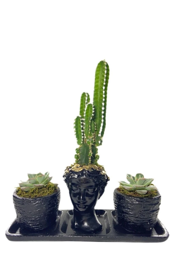 Üçlü Helen Serisi Cereus Florida Ve Sukulent Tasarım ürün görseli