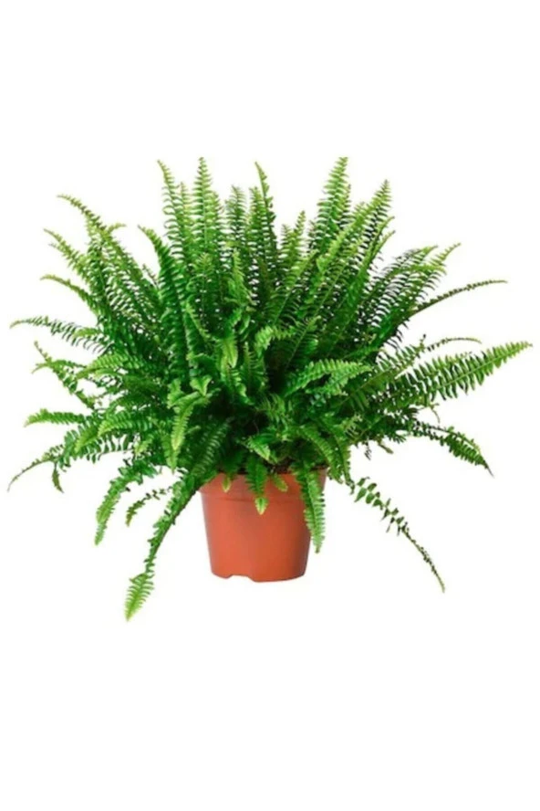 Aşk Merdiveni Fujer Askılı ürün görseli