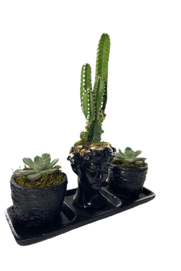 Üçlü Helen Serisi Cereus Florida Ve Sukulent Tasarım - Resim 2