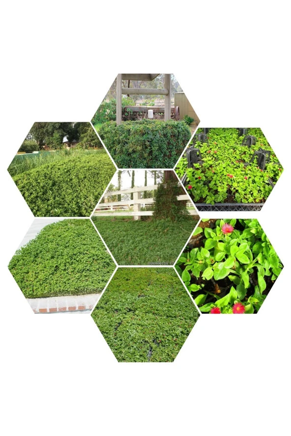 48 Fide Buz Çiçeği Zemin Örtücü 4 mevsim yemyeşil ürün görseli