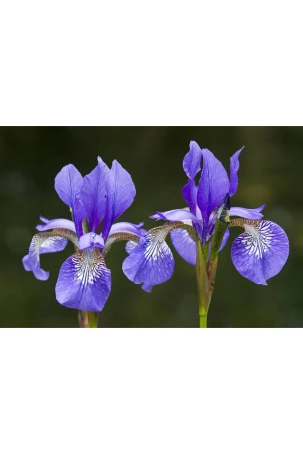 Üç Renk Dikenler Tacı + Iki Alman Süseni Soğanı ürün görseli