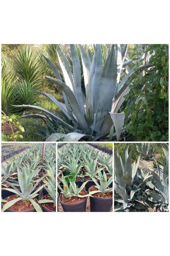Agave Salmiana Doğa Flora ürün görseli