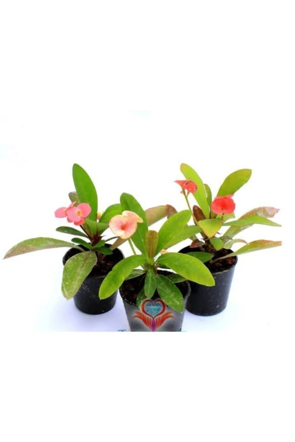 Üç Renk Dikenler Tacı + Iki Alman Süseni Soğanı - Resim 2