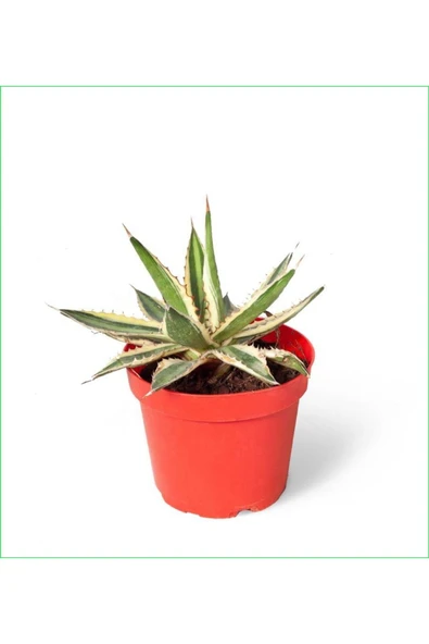 2 Adet Alacalı Agave 8.5 Saksılı Nmsn
