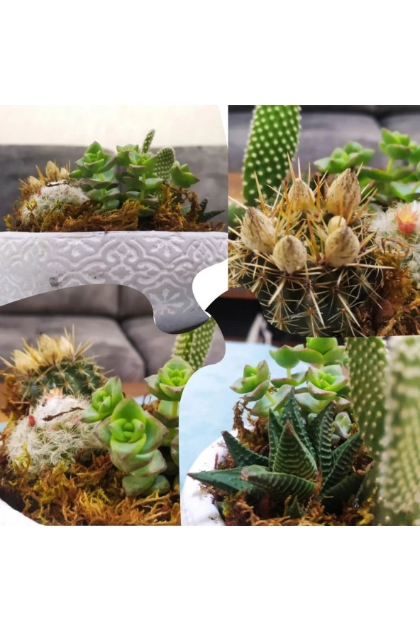 Dekoratif Taş Saksıda Sukulent Kaktüs Aranjmanı ürün görseli