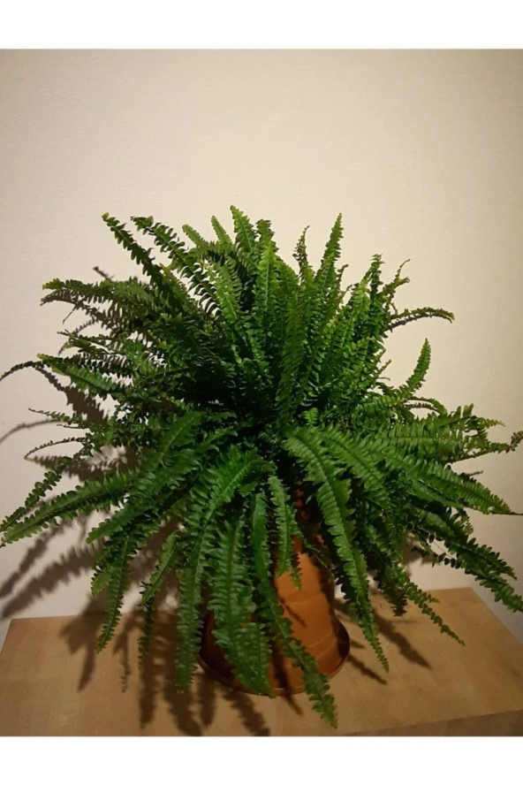 Aşk Merdiveni ürün görseli