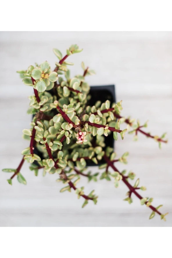 Para Ağacı Yeşim - Portulacaria Afra Variegata