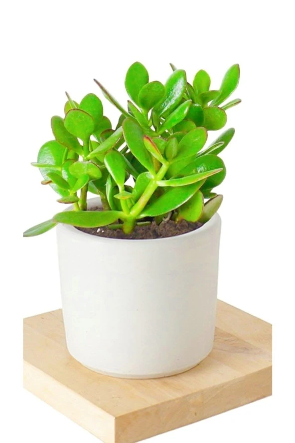2 Adet Seramik Saksıda Crassula Ovata Para Çiçeği ürün görseli
