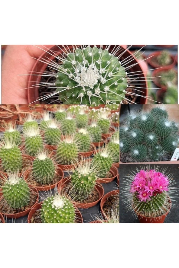 Mammillaria Spinosissima Kaktüs 5.5 Saksıda ürün görseli