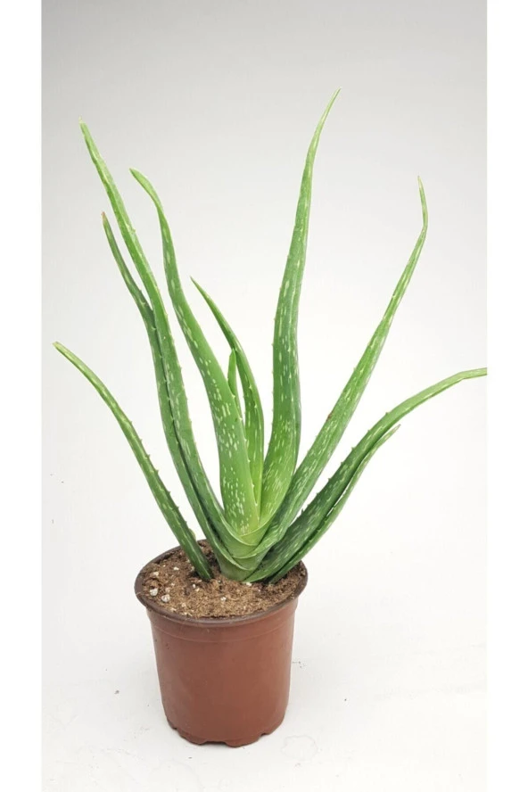 Aloe Vera Bitkisi Fidanı