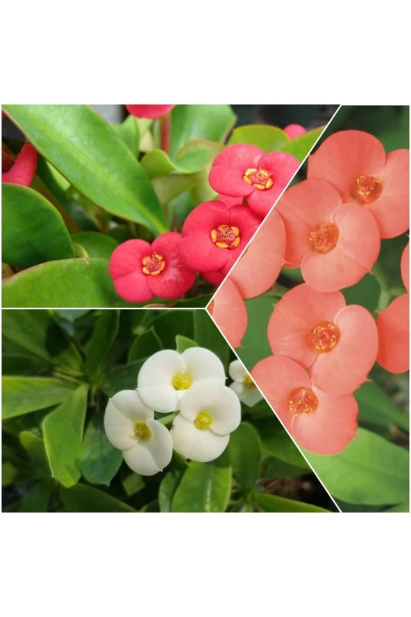 3 Adet Dikenler Tacı Pembe-Kırmızı-Beyaz Doğa Flora ürün görseli