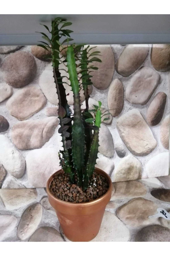 Euphorbia Trigona Red