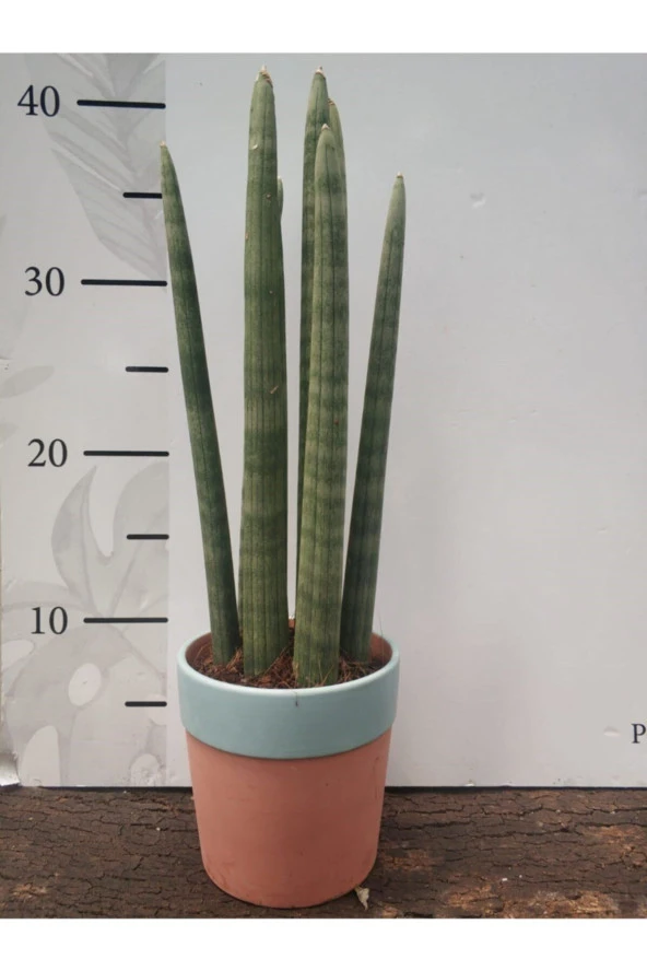 Seramik Saksıda Sansevieria Cylindrica -silindir Paşa Kılıcı 40-50 Cnm