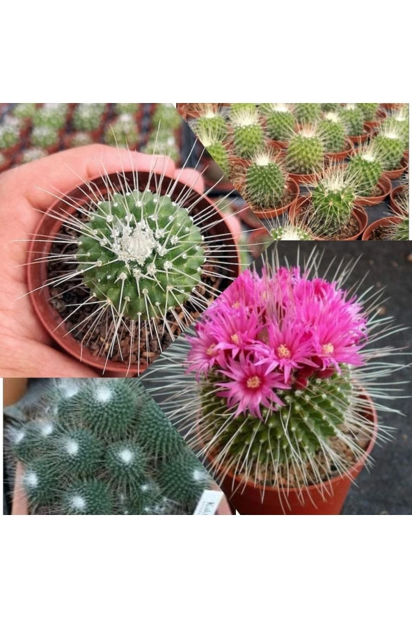 Mammillaria Spinosissima Kaktüs 5.5 Saksıda