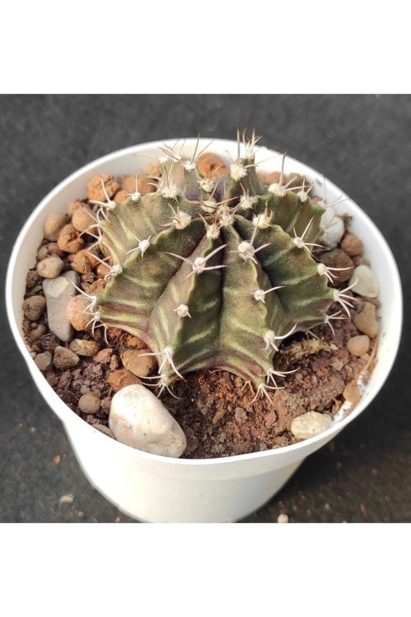 Gymnocalycium Mihanovichii - 1