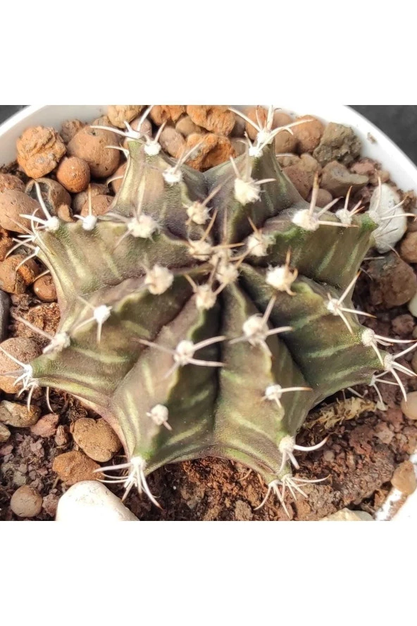 Gymnocalycium Mihanovichii - 2