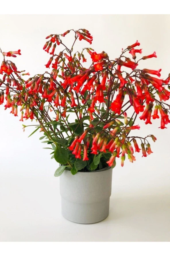 Kalanchoe Mangini Kalanşo