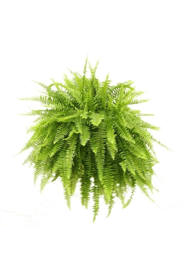 Aşk Merdiveni ürün görseli