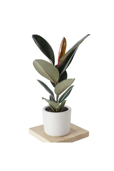 Özel Beyaz Saksıda Ficus Elastica Large ürün görseli
