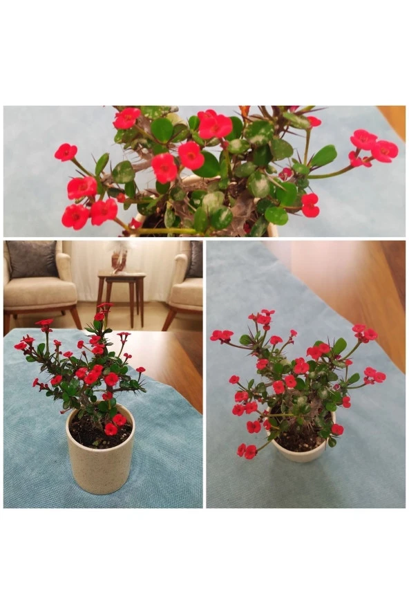 Seramik Saksıda Kırmızı Dikenler Tacı ürün görseli