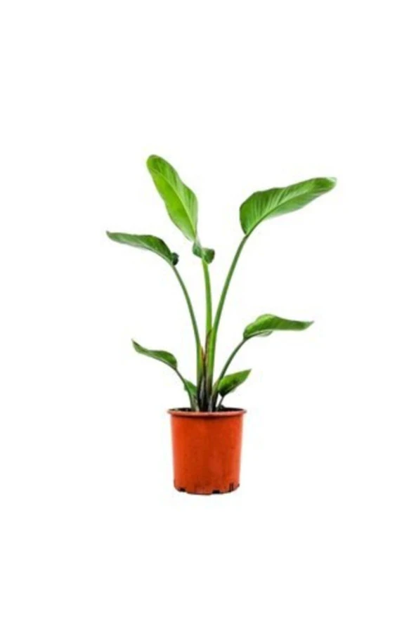 Starliçe ürün görseli