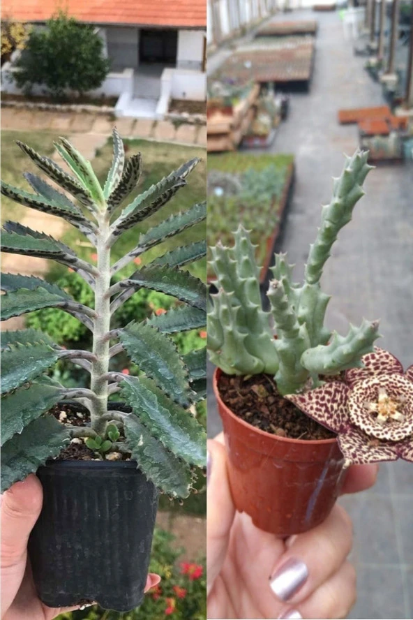 1 Aşkın Gözyaşı + 1 Leş Kaktüsü ürün görseli