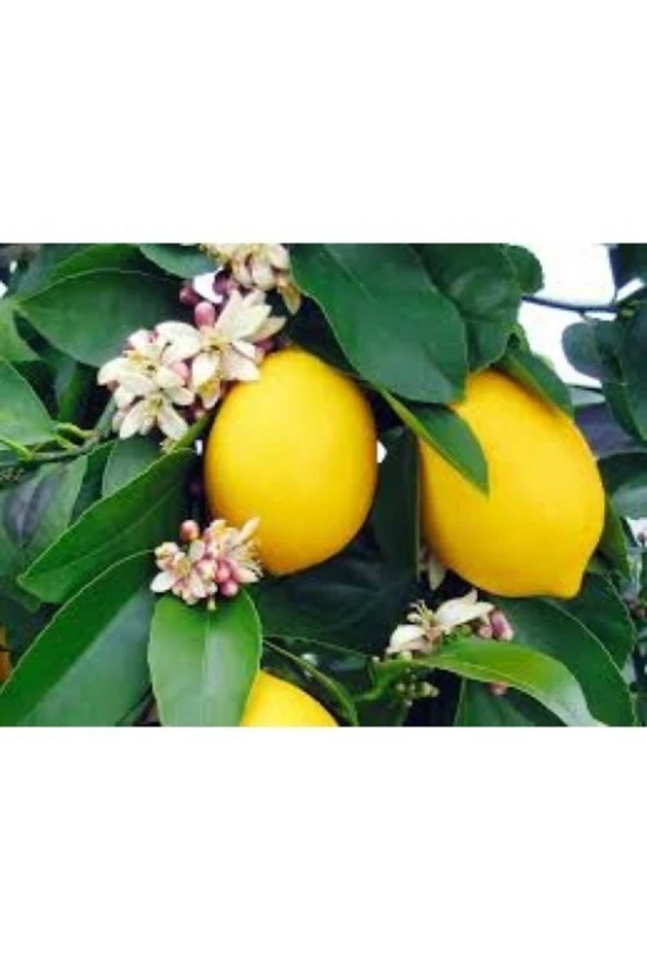 3 Limon Fidanı Mayer ürün görseli
