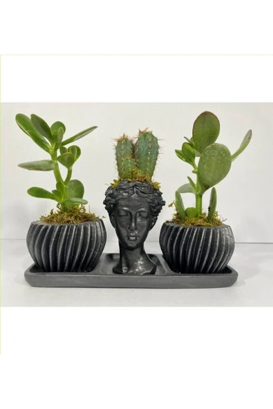 Üçlü Helen Saksıda Kaktüs Ve Sukulent Seti ürün görseli