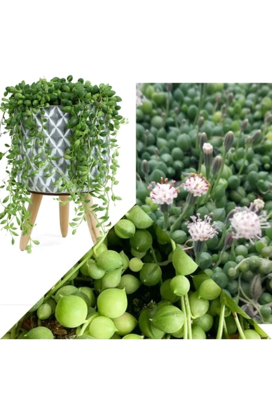 Dekoratif Saksıda Senecio Tespih Çiçeği + Hediye Sukulent ürün görseli