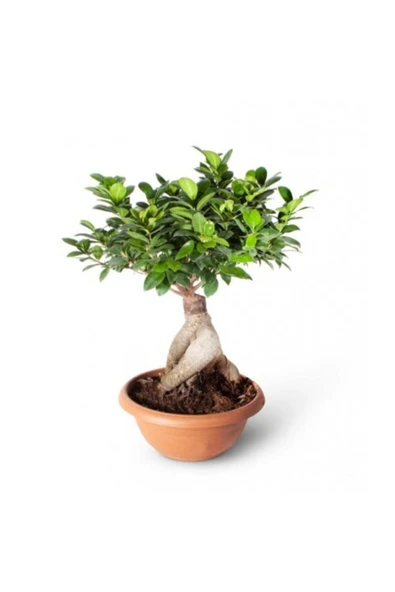 Bonsai Ficus Gingseng 2000gr ürün görseli