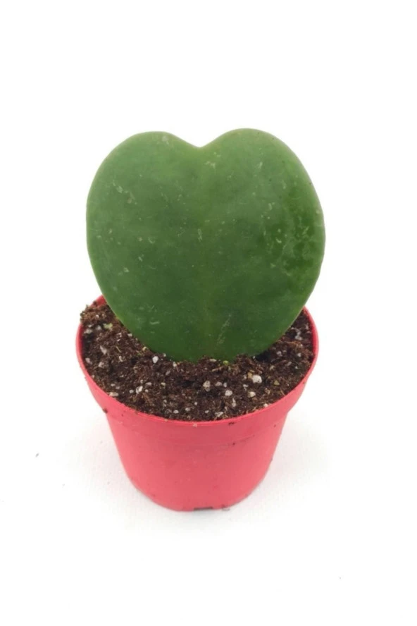 Hoya Kerii - 8.5 Cm Saksı ürün görseli
