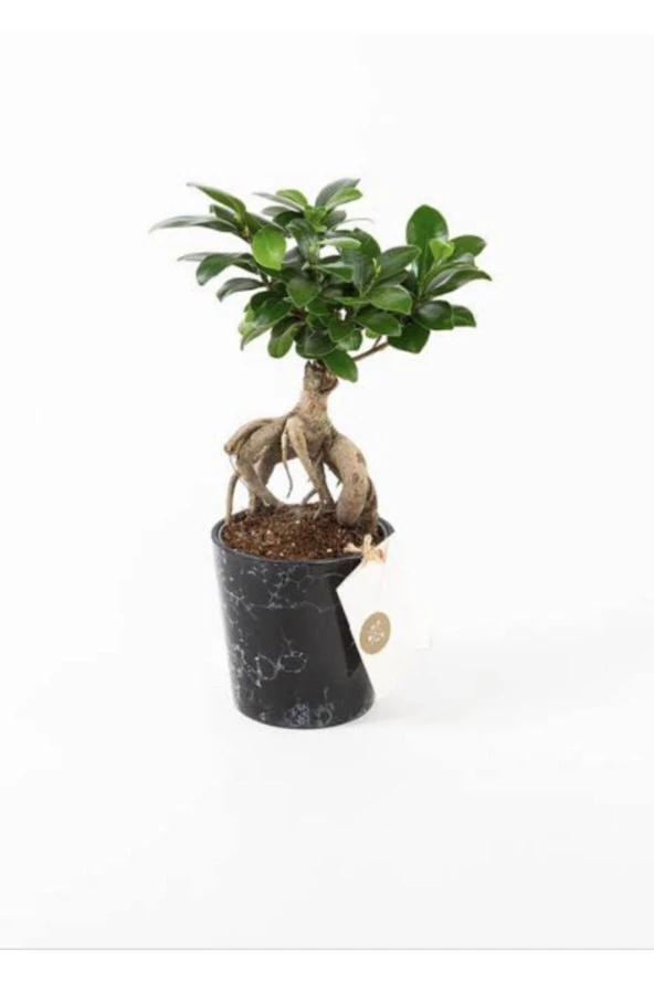 Bonsai Ağacı