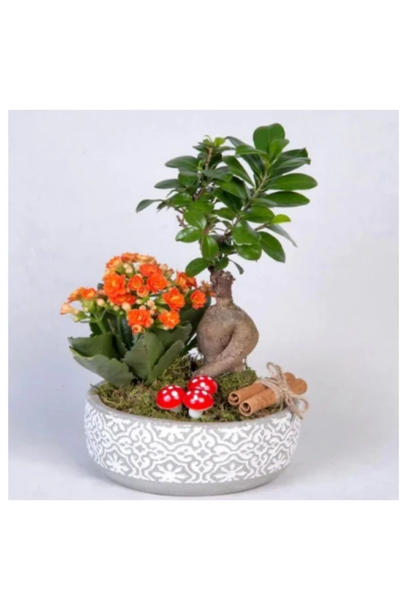 Dekoratif taş saksıda Bonsai ve Kalanşo aranjmanı ürün görseli