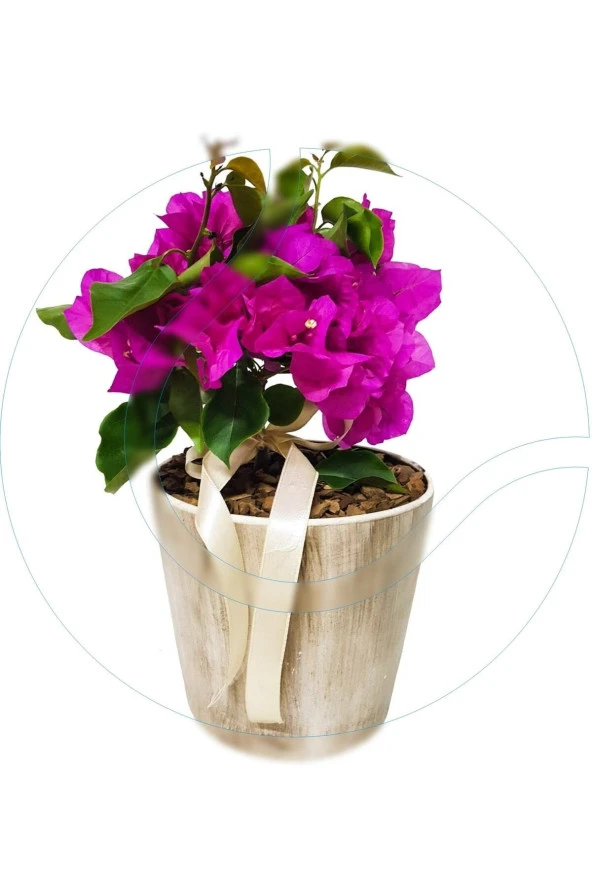 Begonvil Dekoratif Saksıda ürün görseli